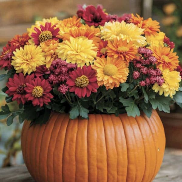 Colorful chrysanthemum arrangement in a carved pumpkin container