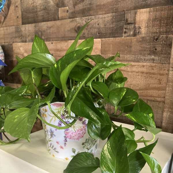 Potted trailing green houseplant in a floral container