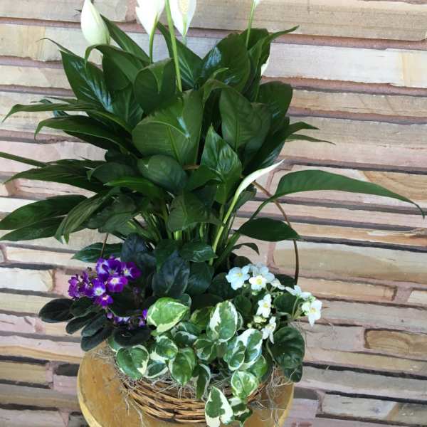 Mixed potted plant arrangement with white peace lilies and small purple and white blooms