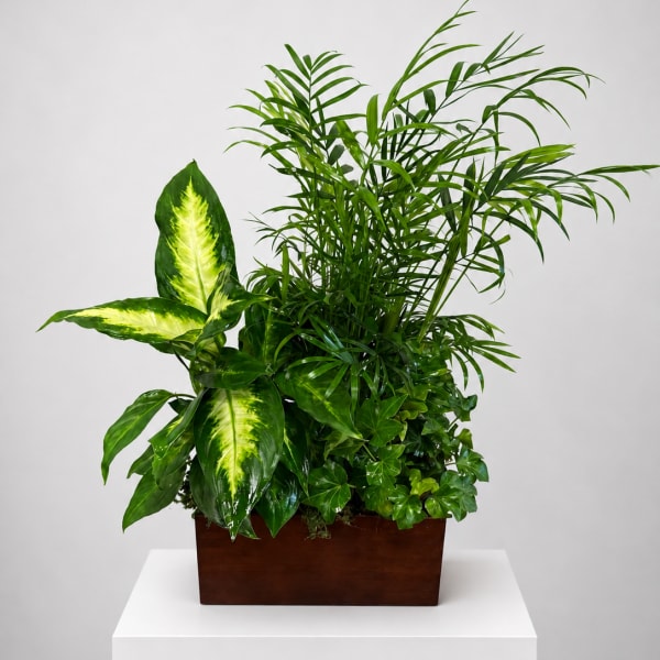 Mixed green houseplant arrangement in a rectangular wooden planter