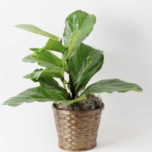 Potted green plant in a woven basket planter