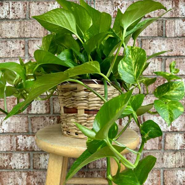 Potted pothos plant in a woven basket on a stool
