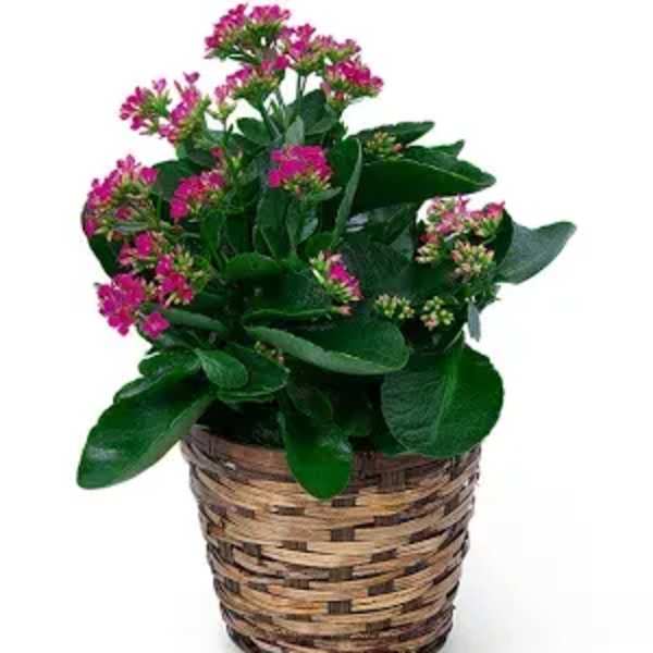 Potted plant with pink flowers in a woven basket