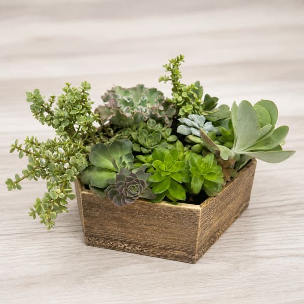 Wood Succulent Centerpiece