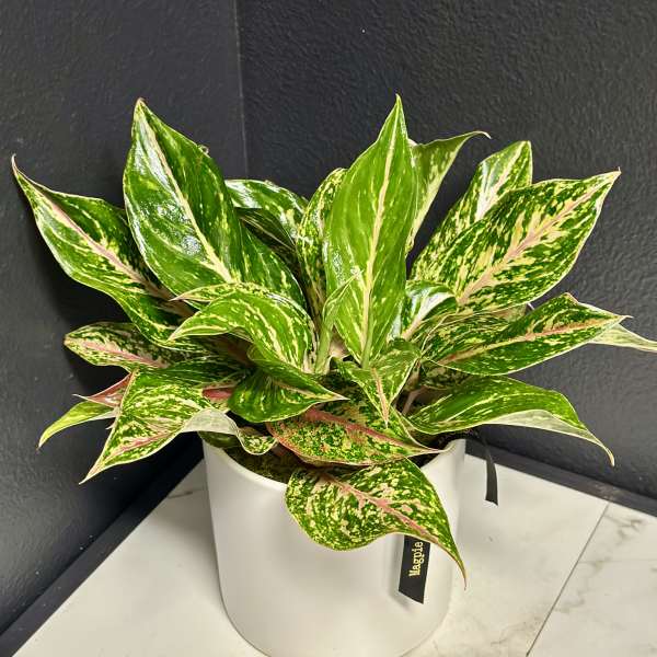 Sparkling Sarah Aglaonema