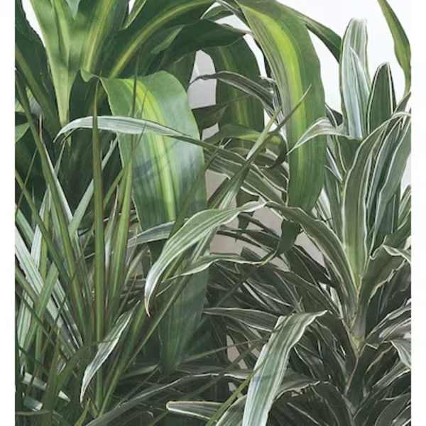 Close-up of variegated green houseplant leaves