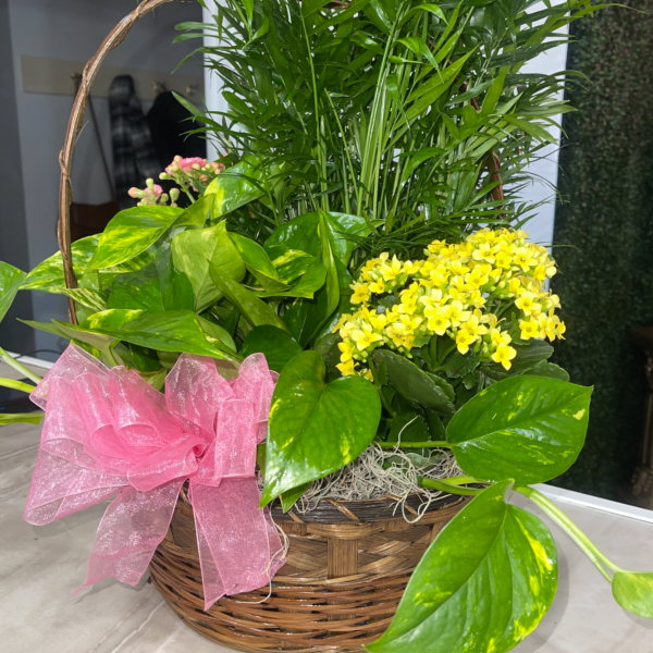 Blooming Dish Garden Basket