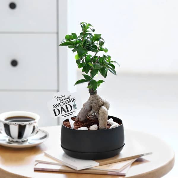 Bonsai Tree For Dad