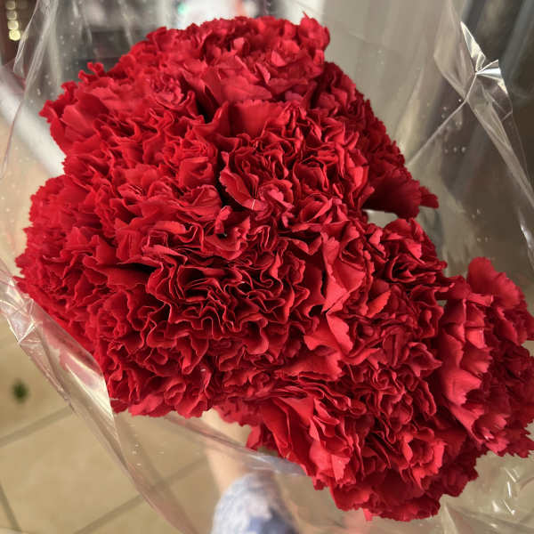 Bouquet of red carnations wrapped in clear plastic
