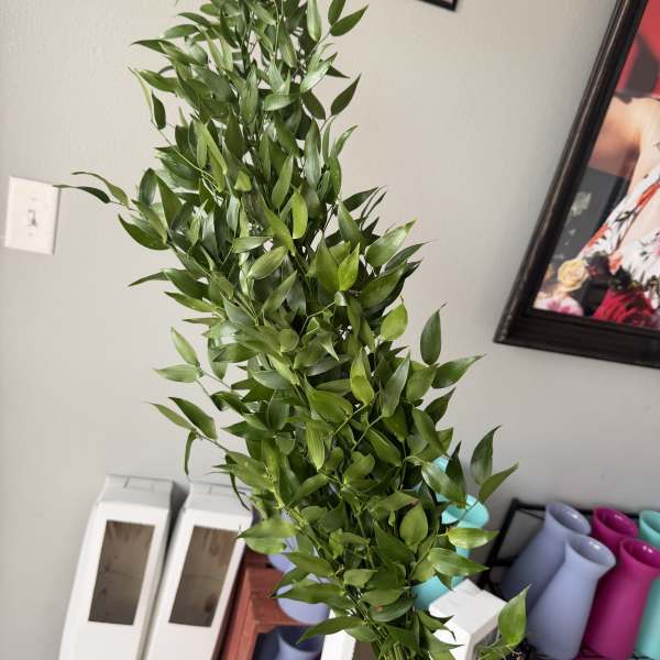 Italian ruscus