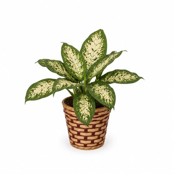 Potted variegated green and cream houseplant in a woven basket