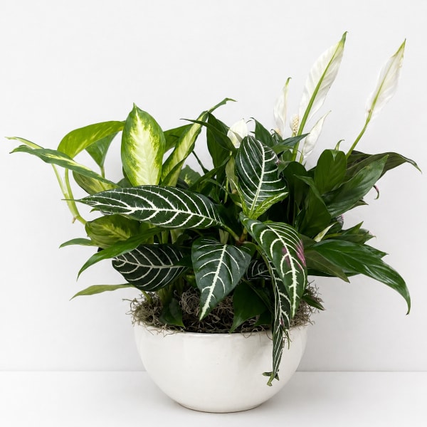Ceramic Container Dish Gardens