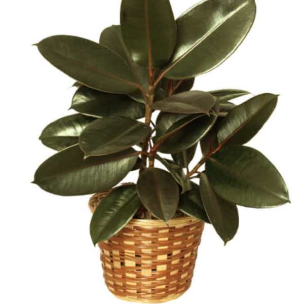 Potted rubber plant in a woven basket planter