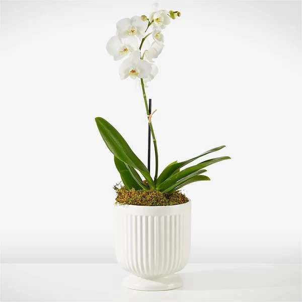 White orchid plant in a white ribbed pot