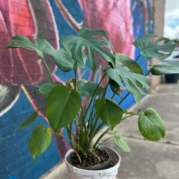 Monstera Plant