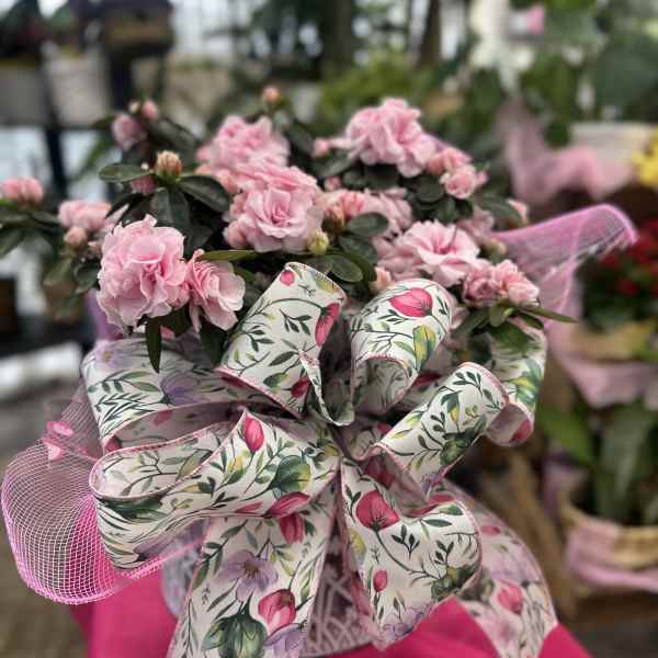 Garden Azalea