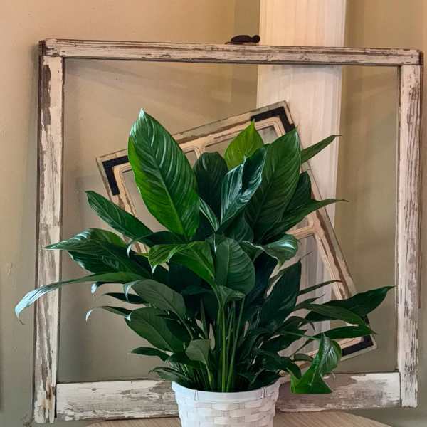 A leafy green potted plant in a white woven basket