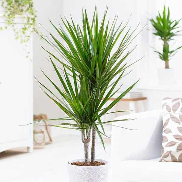 Potted dracaena plant in a white textured pot