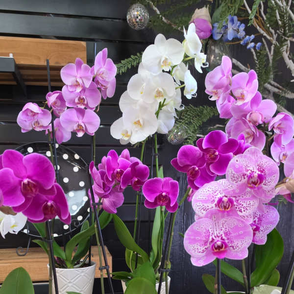 Aralysia's Colorful Orchids