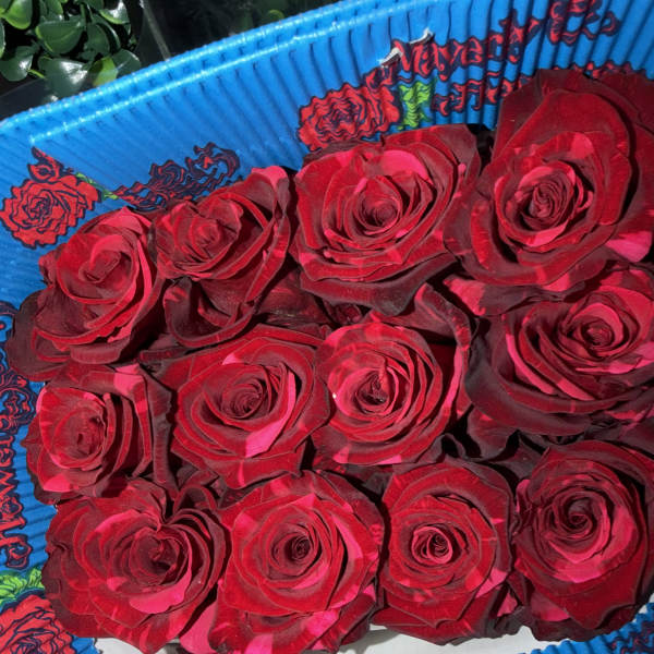 panther red roses