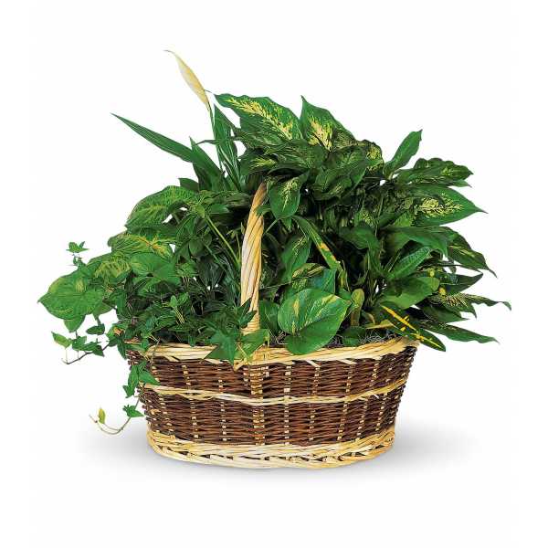 Basket of assorted green houseplants with a woven handle