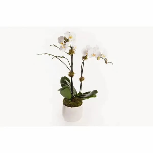 Potted white phalaenopsis orchid plant with multiple blooms in a white ceramic container