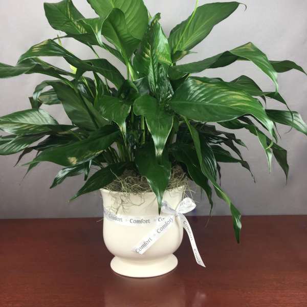 Potted peace lily with white blooms in a white urn