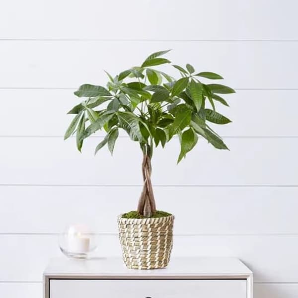 Potted money tree plant in a woven basket on a table