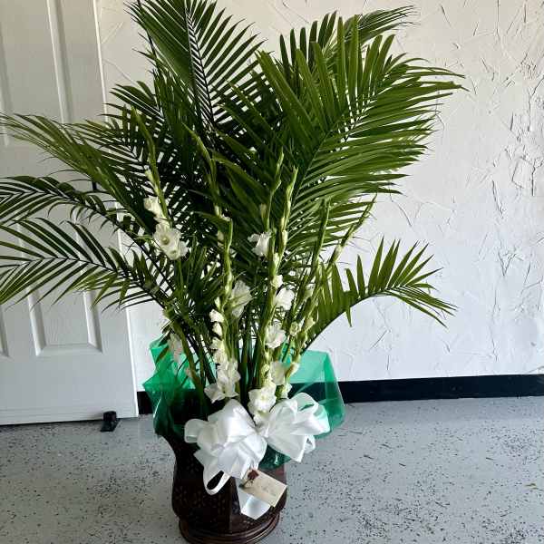 Tall palm plant arrangement with white flowers in a dark pot with white bow