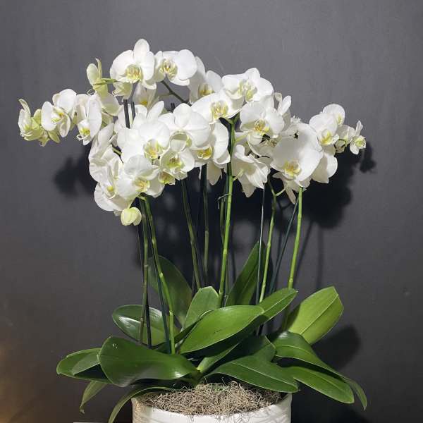 White orchid plant in a white ceramic pot