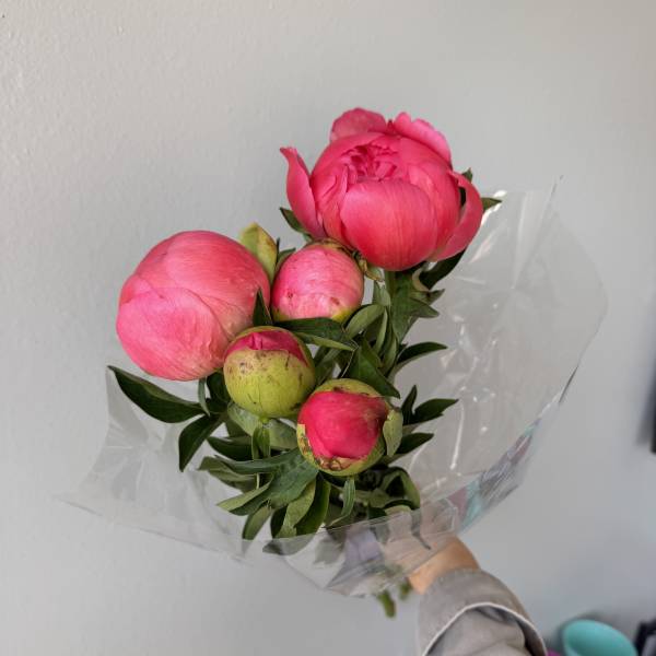 wholesale peonies