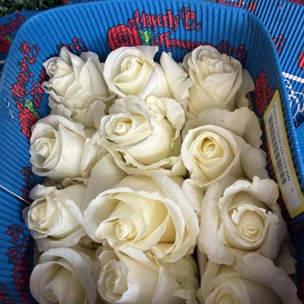 Wholesale roses white 25 stem pack
