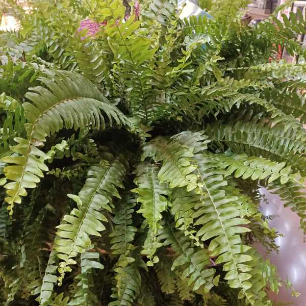 Boston Fern