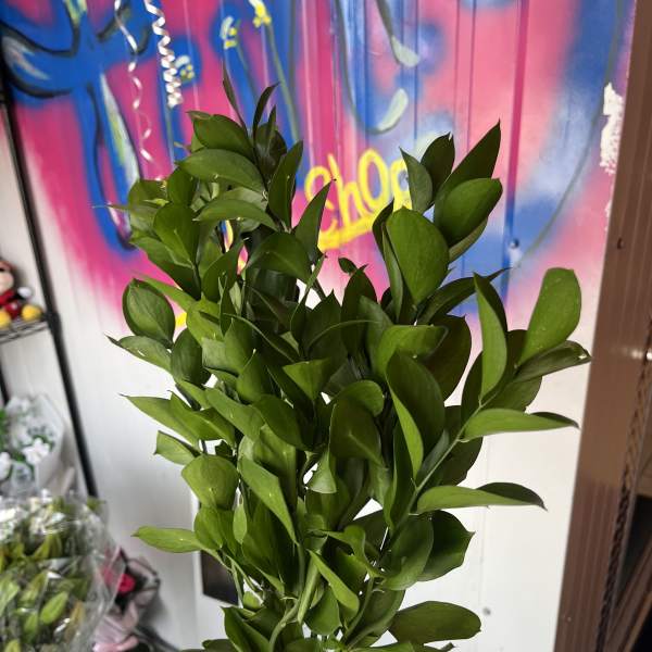 ruscus