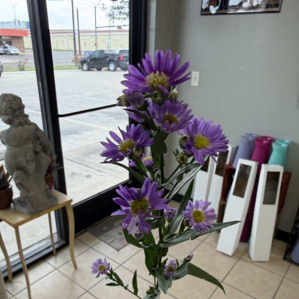 Montesano purple