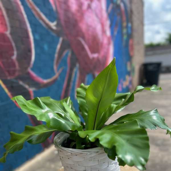 Birds Nest Fern