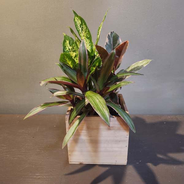 Plants: Mindful Moments Garden