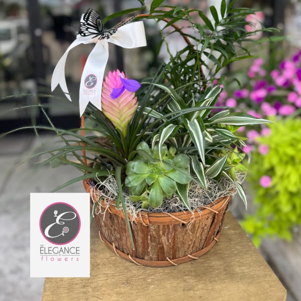Plant Basket Arrangement #10