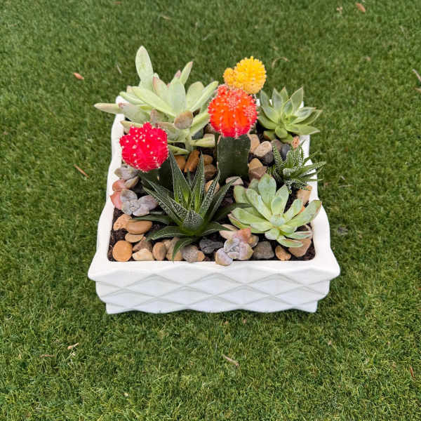 Succulent arrangement in a white square planter with colorful cactus tops