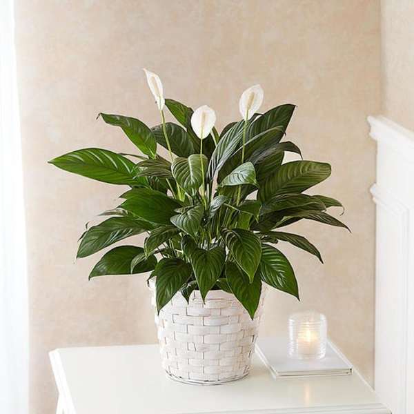 Potted peace lily in a white woven basket on a table