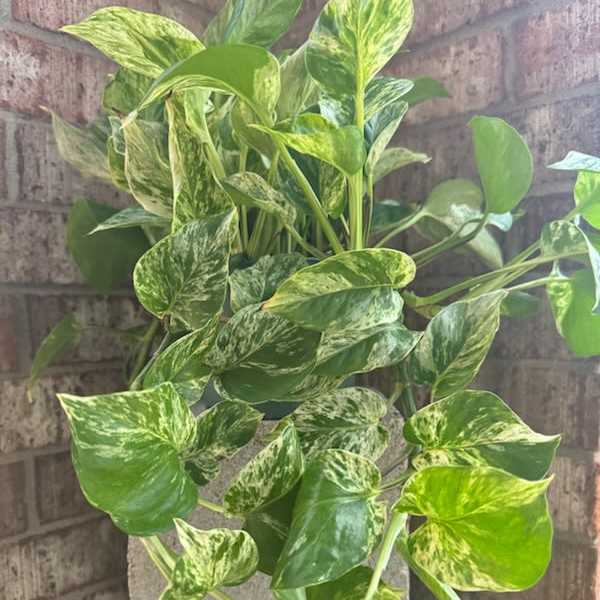Variegated pothos plant in a gray planter