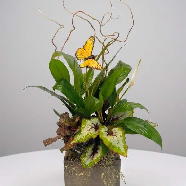 Tropical plant arrangement with a butterfly accent in a square wooden container