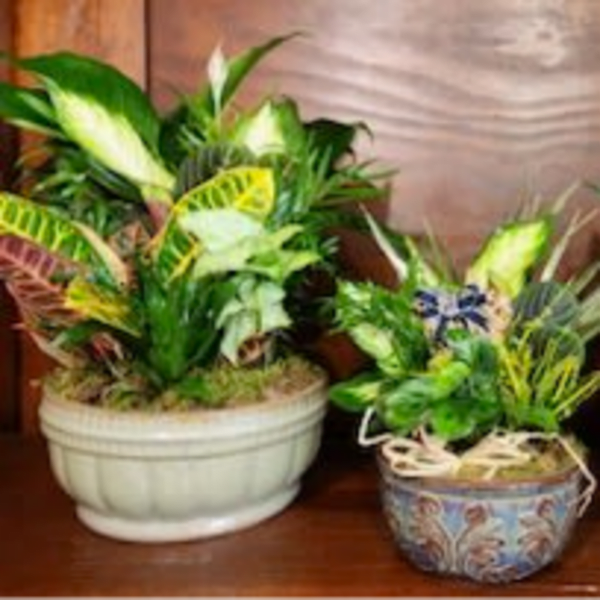 Three potted tropical plants arranged on a wooden surface