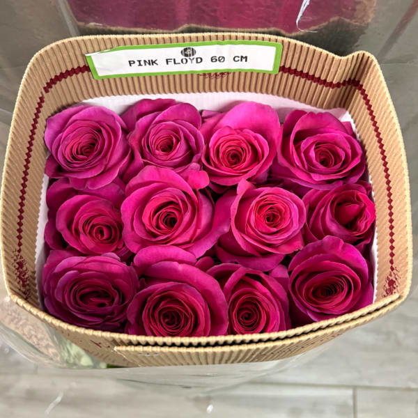 HOT PINK BUNDLE