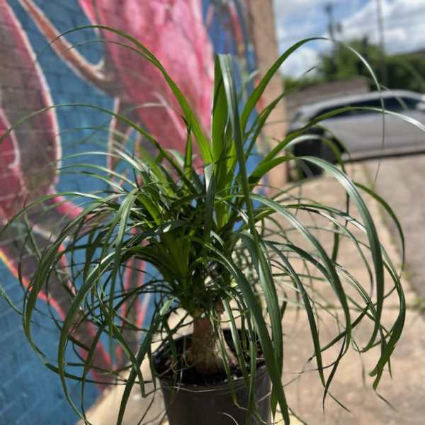 Ponytail Palm Plant