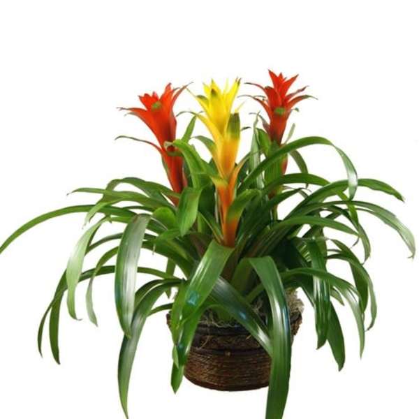 Potted bromeliad plant with red and yellow blooms