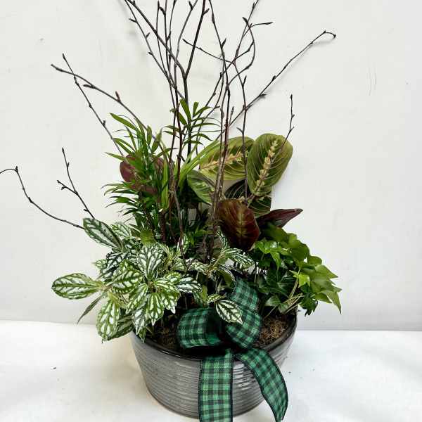 Potted mixed foliage arrangement with a green plaid ribbon