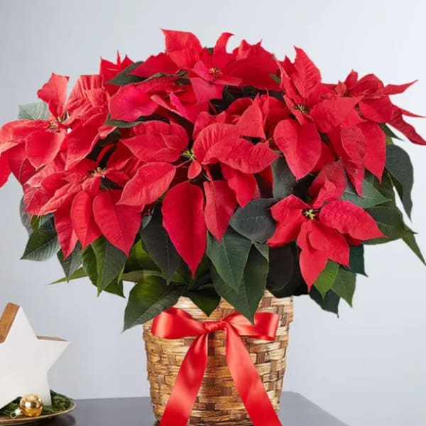 Red poinsettia plant in a woven basket with a red ribbon