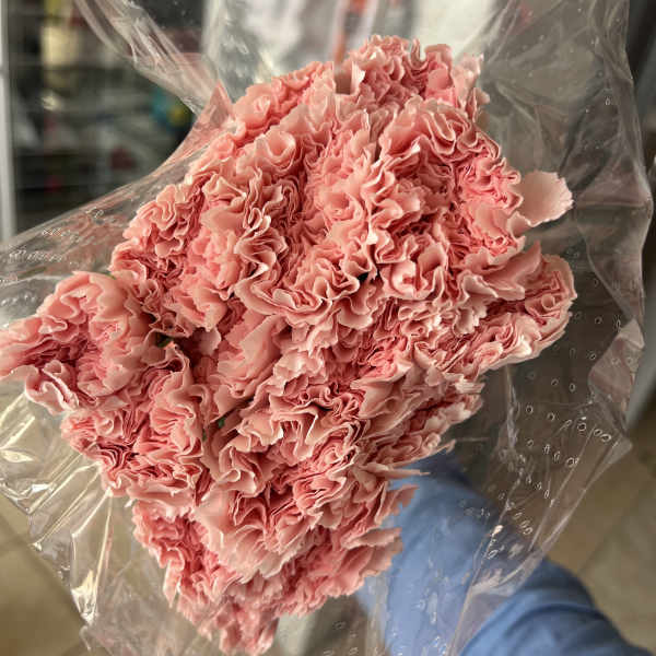 Bouquet of pink carnations wrapped in clear plastic