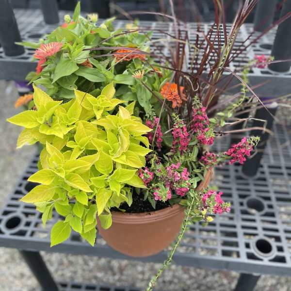 Mixed potted plants with bright yellow foliage, pink flowers, and orange blooms